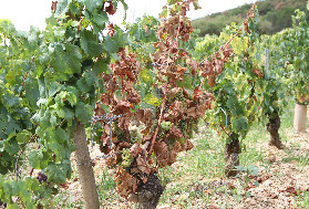 Les vins de Bourgogne se prennent le mur de la rentabilité : 'nos marges s’effondrent'
