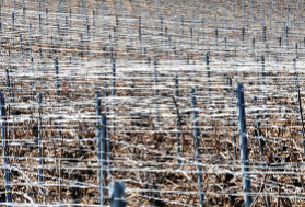 2,5 tonnes de piquets volés et retrouvés dans les vignes de Cognac : 'certains ont l’envie de se fournir dans ce qui est à l’air libre'