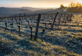35 000 ha de vignes à arracher et à financer : 