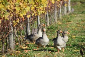 Ces oies contrôlent l'herbe dans les vignes mais aussi les vers de la grappe