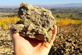 Des bactéries pour régénérer les sols viticoles