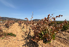 Une eau-de-vie des Corbières symbole de résilience après le feu