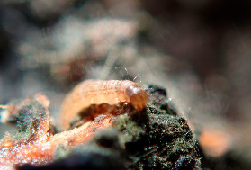 Nouveau ravageur dans les vignes bordelaises : Cryptoblabes détecté pour la première fois