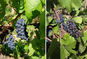 Les parapluies anti-mildiou commencent à faire leurs preuves contre la grillure des vignes
