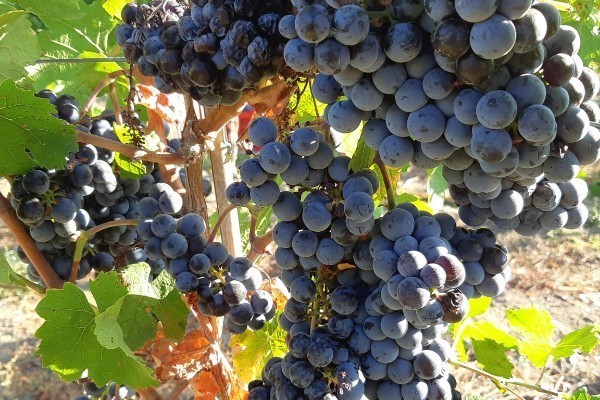 5 nouveaux cépages résistants sur la table du CTPS
