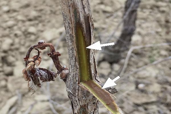  Les conseils de Laurent Torregrosa pour tailler les vignes gelées