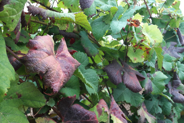 'Alerte rouge' sur les jaunisses cette année en Bourgogne