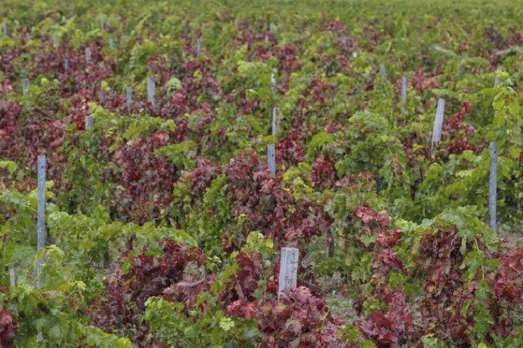  Des vignerons contraints de changer de cépages pour lutter contre la flavescence dorée