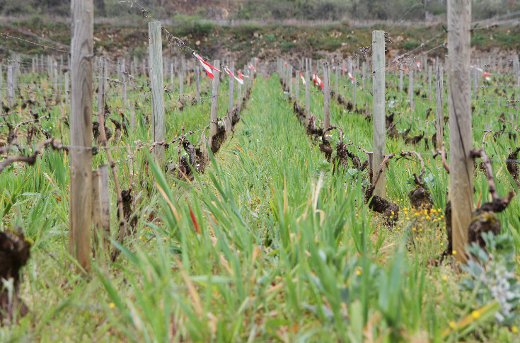 Toute l'expertise bourguignonne sur les couverts végétaux dans le vignoble