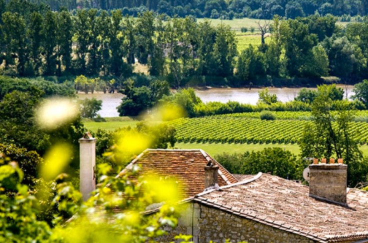 Vers une ZNT de 10 mètres pour tous les phytos CMR2 au vignoble
