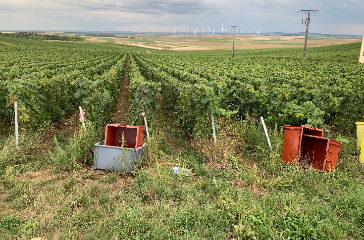 125 vignerons réclament 0 herbicide en Champagne