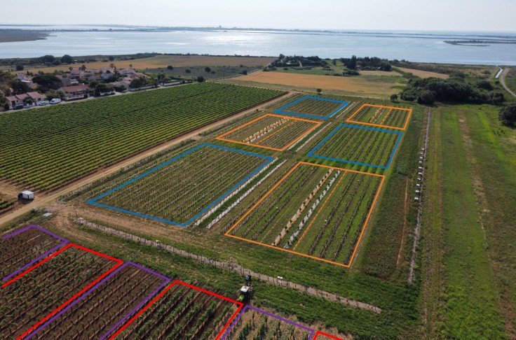 Quels arbres et couverts végétaux pour la biodiversité du vignoble ?