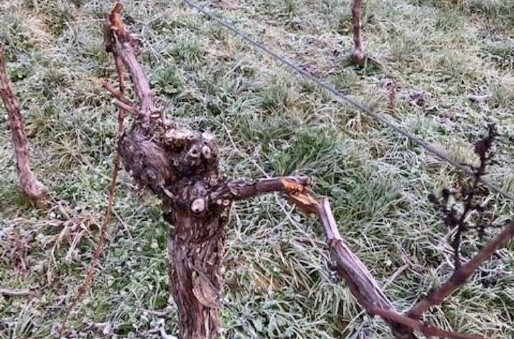 Des vignes saccagées à répétition en Alsace