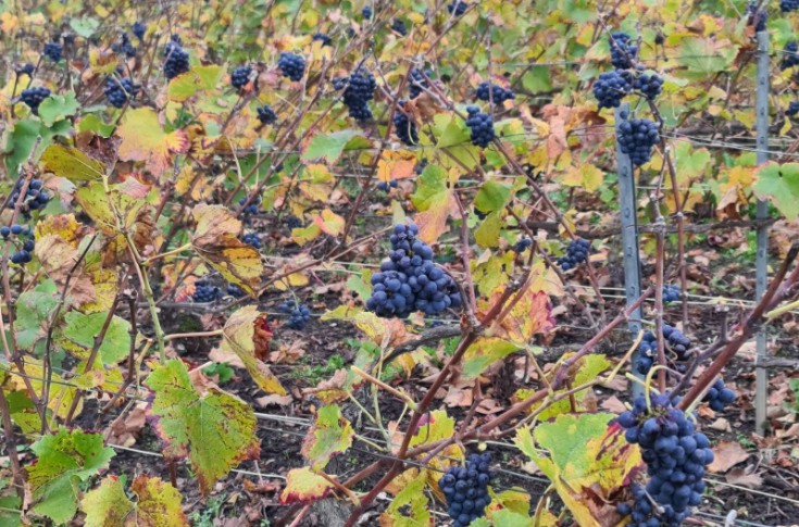 Des grappillons à ne plus savoir quoi en faire en Bourgogne et Champagne