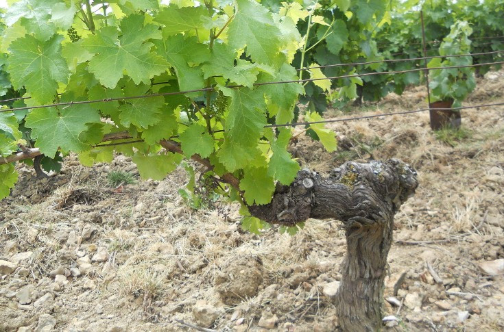 L'herbicide Pledge autorisé au vignoble jusqu'en 2037