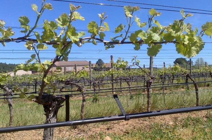 Le pinot noir est le cépage le plus résistant à la sécheresse, le floreal le plus sensible