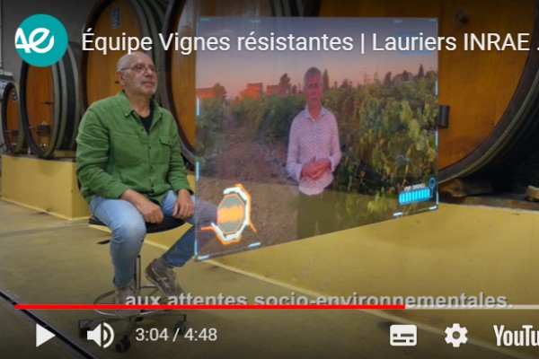 20 ans de recherche sur l’amélioration génétique de la vigne récompensés