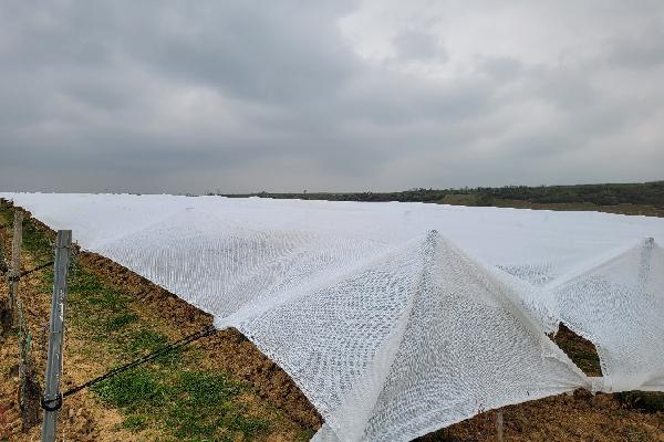  Les voiles d’hivernage, ça marche pour lutter contre le gel dans les vignes