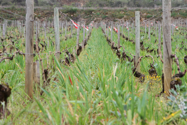 Toute l'expertise bourguignonne sur les couverts végétaux dans le vignoble