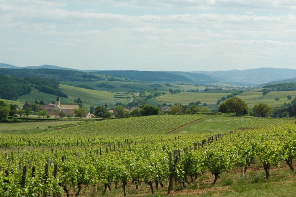 Les préfets gendarmes des phytos dans les zones Natura 2000
