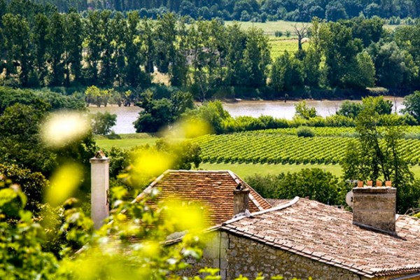 Vers une ZNT de 10 mètres pour tous les phytos CMR2 au vignoble