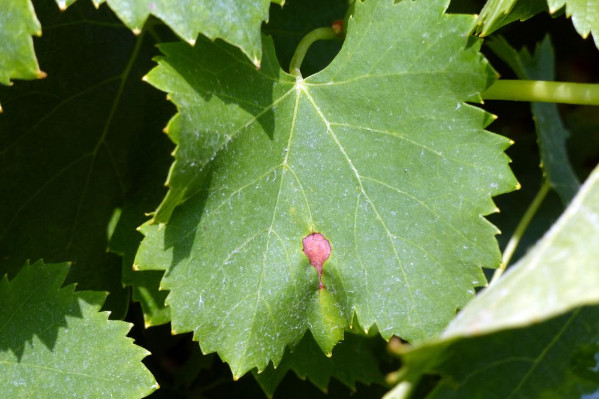 2 produits de biocontrôle intéressants pour lutter contre le black-rot dans les vignes