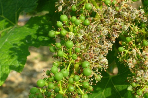 Classement CMR1 pour le dimethomorphe, antimildiou de la vigne
