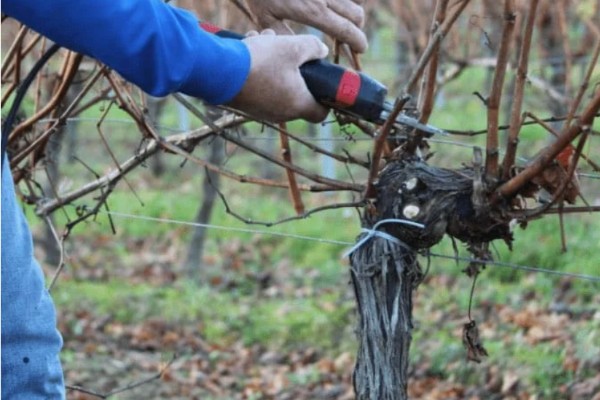 La saison de taille de la vigne se prépare comme une saison de sport