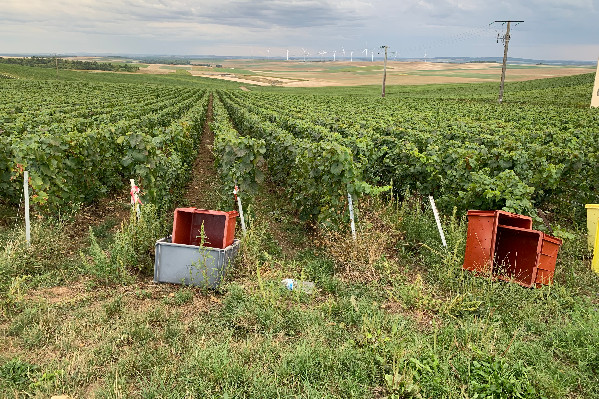 125 vignerons réclament 0 herbicide en Champagne