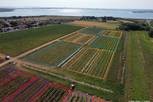 Quels arbres et couverts végétaux pour la biodiversité du vignoble ?