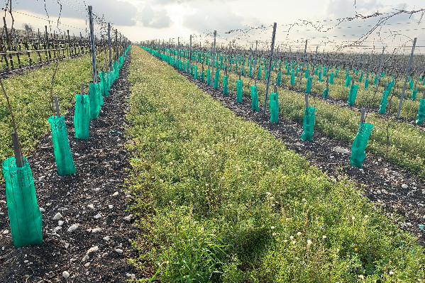 Revalorisation 'importante' des aides à la restructuration du vignoble face à l’inflation