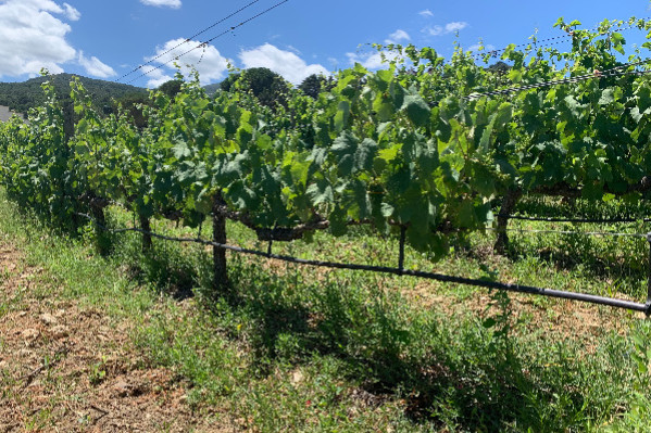 On pourra irriguer les vignes après le 15 août en 2023