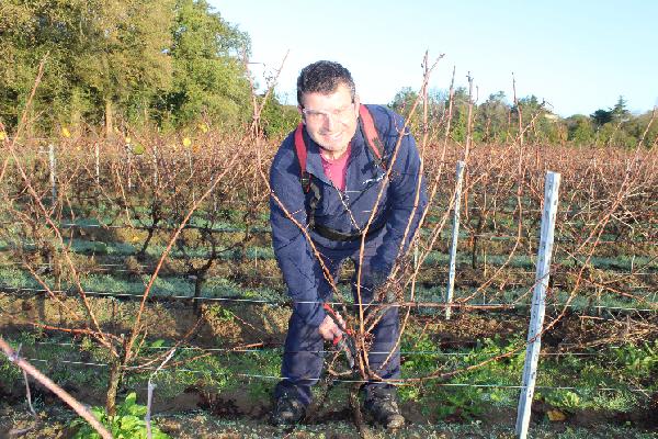  Dans le Muscadet, une prétaille manuelle pour soulager les tailleurs confirmés
