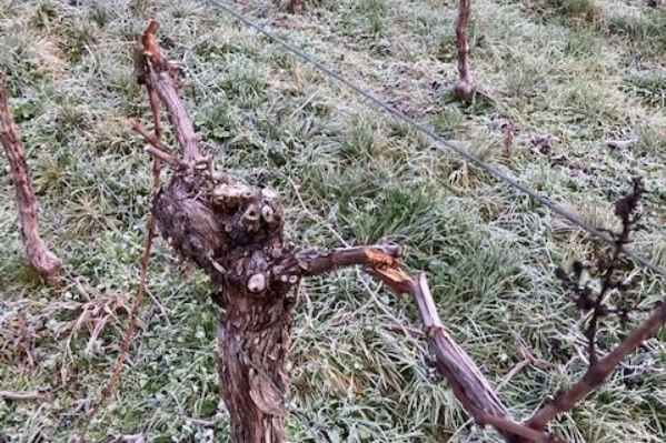 Des vignes saccagées à répétition en Alsace