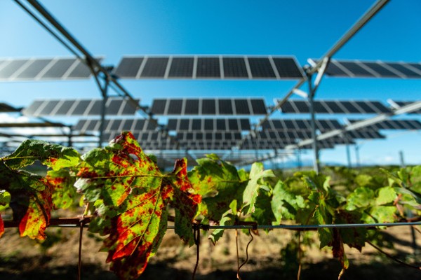 Eiffage prend le contrôle des panneaux solaires sur vigne Sun’agri