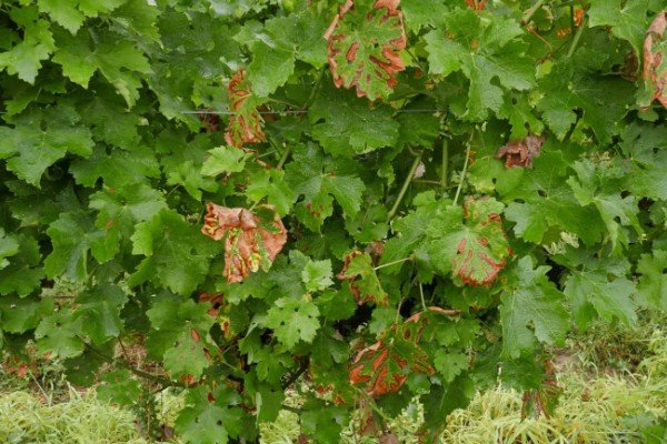 Moins de maladies du bois dans le vignoble de Cognac