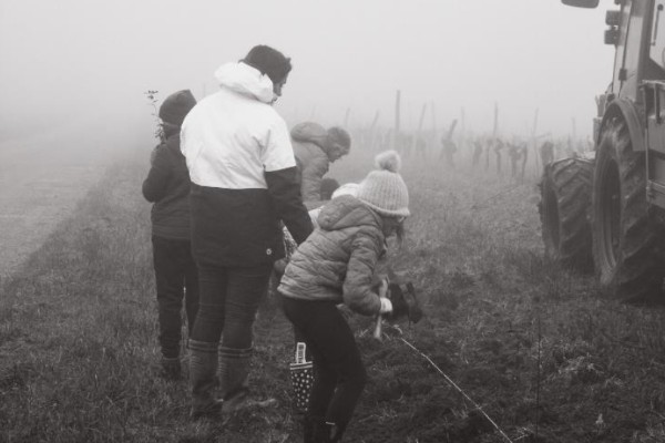 Près de 200 arbres plantés par les écoliers chez les vignerons de Buzet