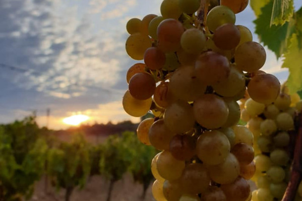 Précoces, les vendanges 2022 ont débuté fin juillet