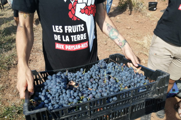 Cueillette sauvage d'une tonne de raisins de Provence à LVMH