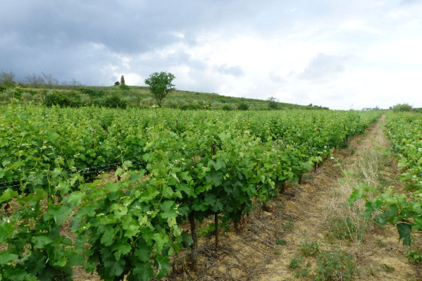 Coup de vent sur les directions de caves coopératives pour les vendanges