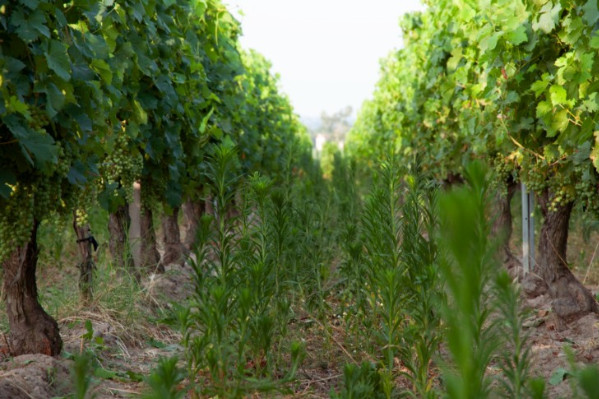 Un herbicide alternatif aux huiles essentielles