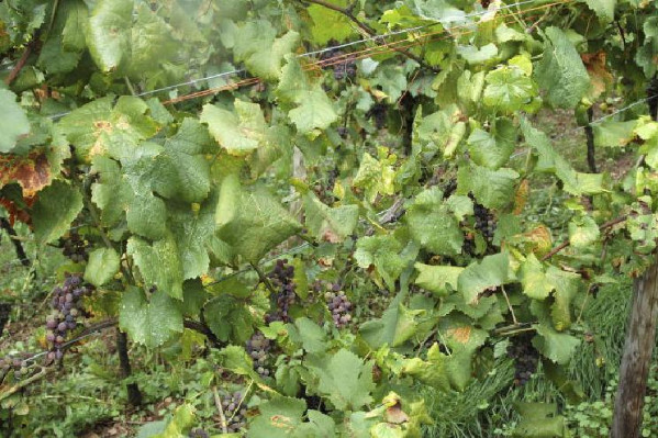 Le bois noir devient un poids sur le vignoble