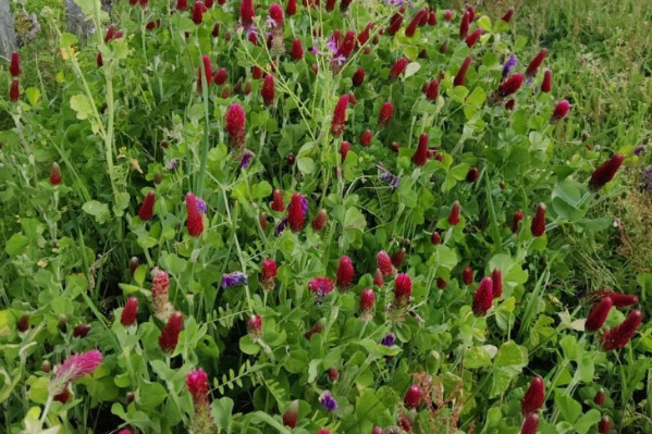 Les nouvelles contraintes de la certification HVE pour le vignoble