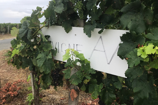 Un foncier viticole à deux vitesses