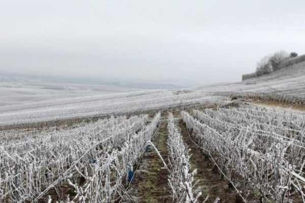 Ce qui fonctionne bien, et moins, pour lutter contre le gel au vignoble