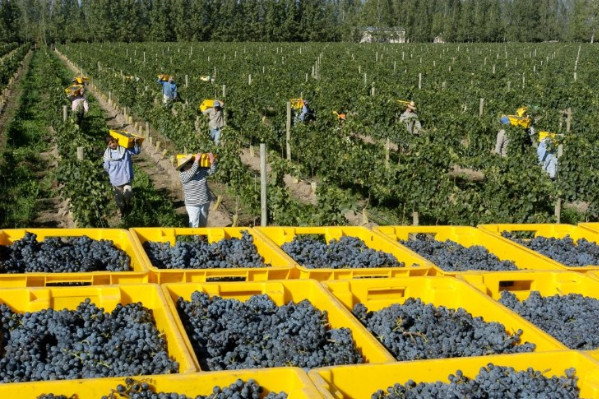 La flambée des coûts de production ne touche pas que les vins de France