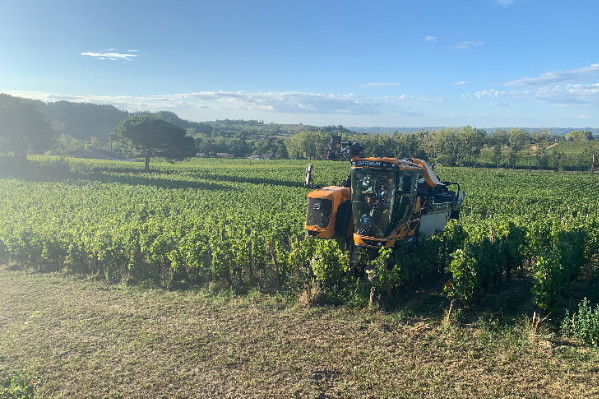 Le millésime 2022 permet à la France de redevenir 2ème production mondial de vin