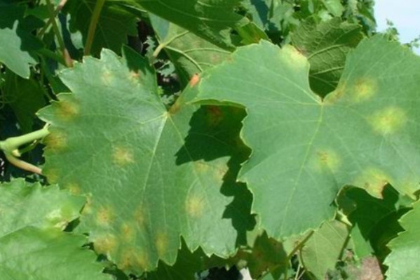 La recherche 'des fronts peu explorés' pour lutter contre le mildiou de la vigne