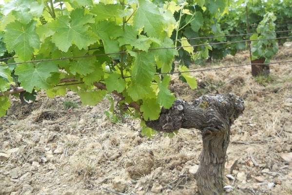 L'herbicide Pledge autorisé au vignoble jusqu'en 2037