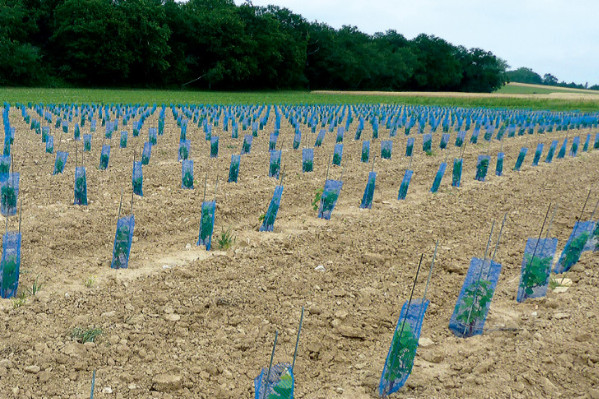 Coliris, Lilaro, Sirano, Selenor et Opalor sont les nouveaux cépages résistants ResDur2 